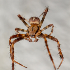 Araneus diadematus