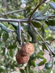 Amphibolips quercuspomiformis
