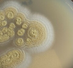 Aspergillus westerdijkiae
