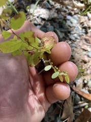 Phyllanthus caroliniensis