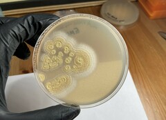 Aspergillus westerdijkiae