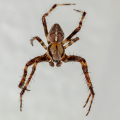 Araneus diadematus