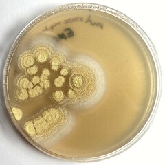 Aspergillus westerdijkiae