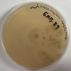 Aspergillus westerdijkiae