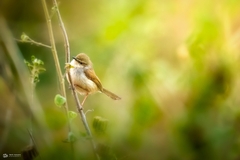 Prinia hodgsonii