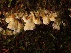 Antrodiella citrinella