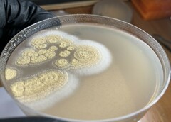 Aspergillus westerdijkiae