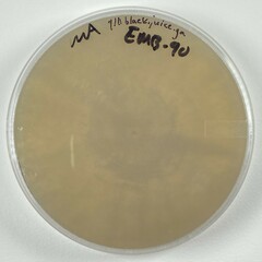Trichoderma melanomagnum