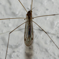Limoniidae