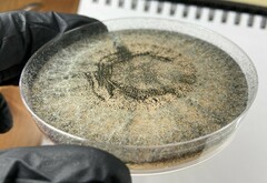 Trichoderma melanomagnum