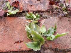 Asplenium scolopendrium