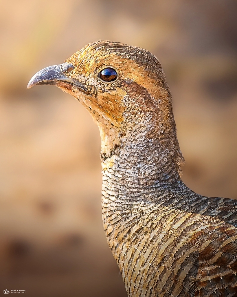 Grey Francolin