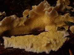 Antrodiella citrinella