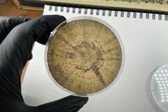 Trichoderma melanomagnum