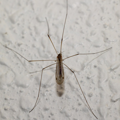 Limoniidae