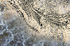 Trichoderma melanomagnum