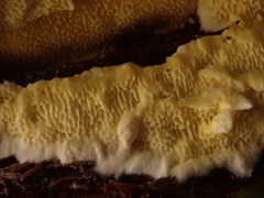 Antrodiella citrinella