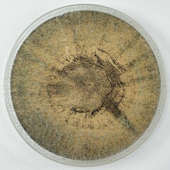 Trichoderma melanomagnum