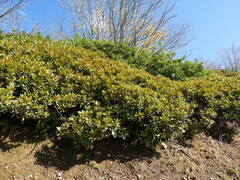 Rhododendron caucasicum