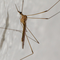 Limoniidae