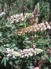 Lupinus montanus