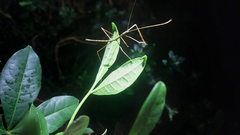Candovia granulosa
