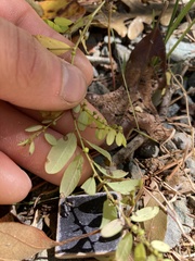 Phyllanthus caroliniensis