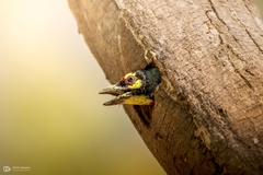 Psilopogon haemacephalus