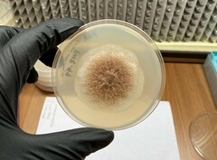 Aquanectria