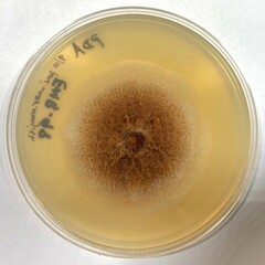 Aquanectria
