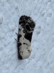 Ponometia phecolisca