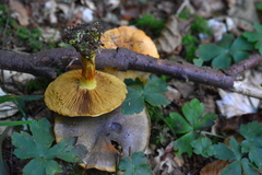 Cortinarius atrovirens