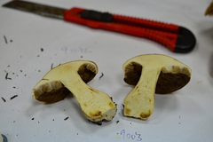 Cortinarius atrovirens