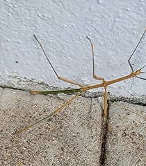 Megaphasma denticrus