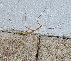 Megaphasma denticrus