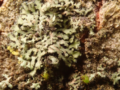 Phaeophyscia