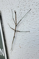 Megaphasma denticrus