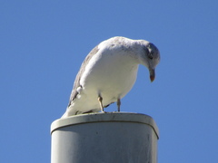 Larus fuscus