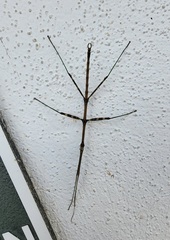 Megaphasma denticrus