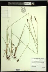 Carex parryana