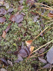 Mniaceae
