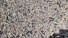 Thamnophis cyrtopsis