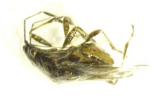 Rhopalidae