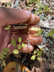 Phyllanthus caroliniensis