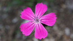 Dianthus