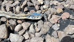 Thamnophis cyrtopsis