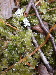 Mniaceae