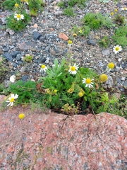 Tripleurospermum maritimum