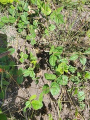 Macroptilium gibbosifolium