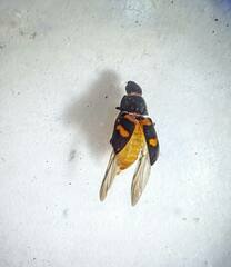 Glischrochilus fasciatus